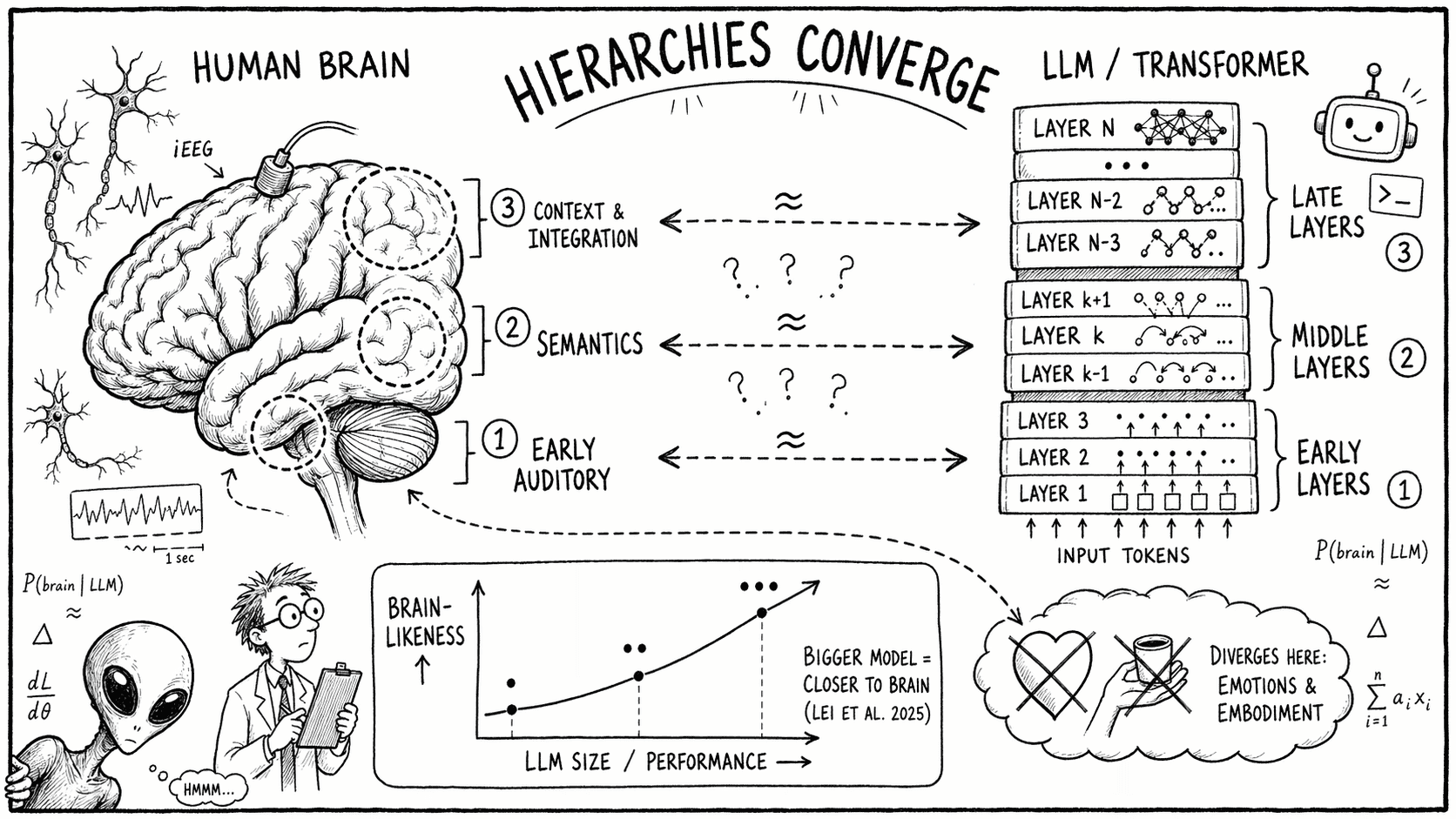 Diagram: Konwergencja neuronalna mózg-LLM